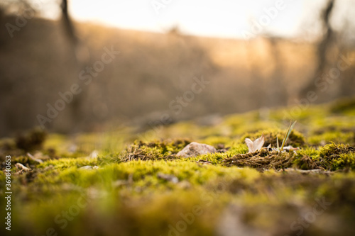 moss on a rock at sunset in Hungary