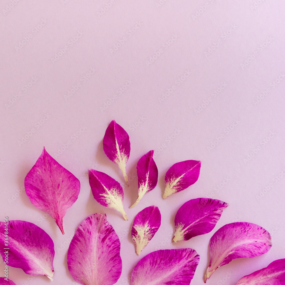 Flat lay of purple gladiolus petals on a lilac background