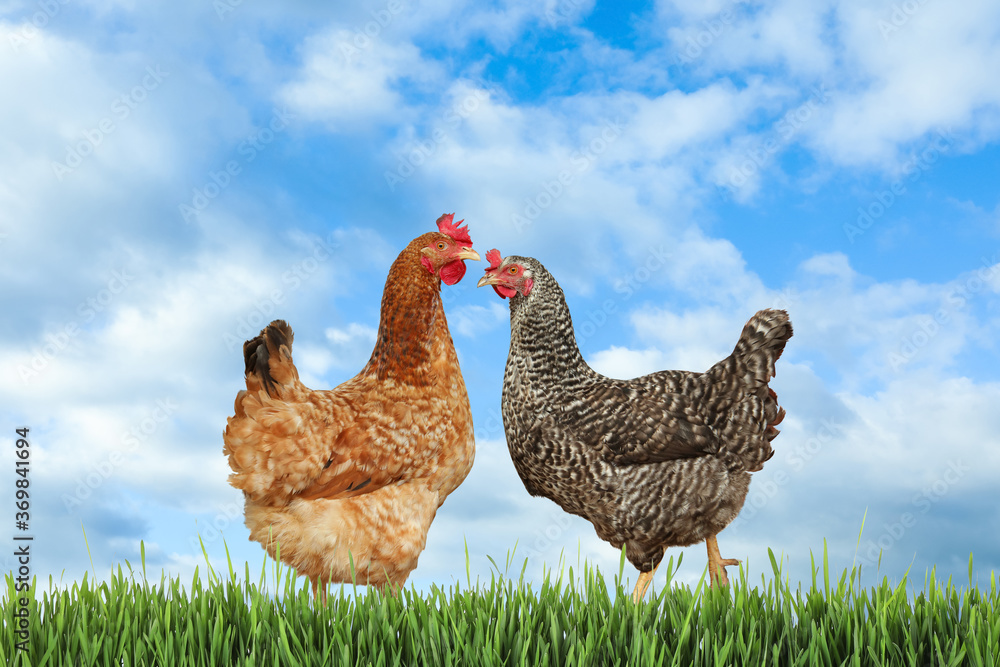 Fototapeta premium Beautiful chickens on fresh green grass outdoors