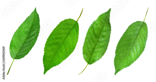 Fototapeta Set of green cherry leaves on white background. Banner design