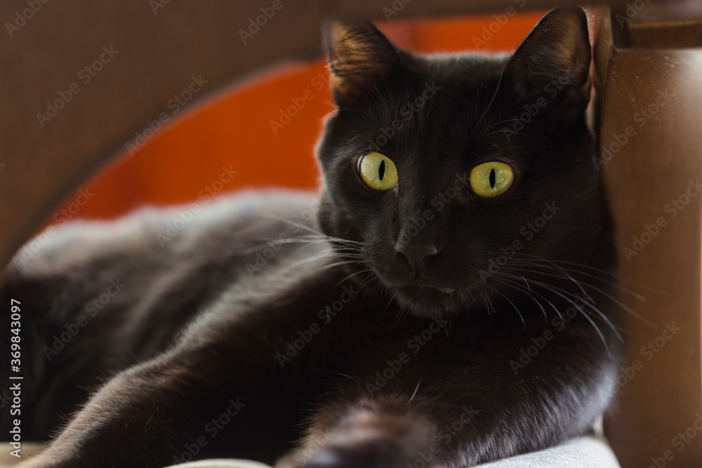 Black cat amber eyes staring at camera