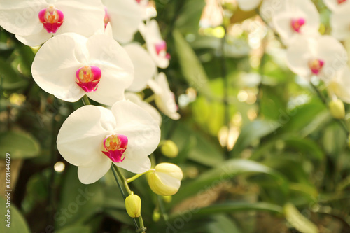 Close up of beautiful orchid flowers is blooming in the garden.