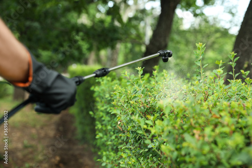 Worker spraying pesticide onto green bush outdoors, closeup. Pest control