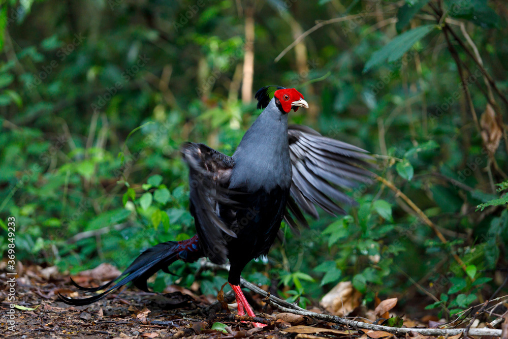 Siamese Fireback (Male) walking in the forest Siamese Fireback (Male) walking in the forest