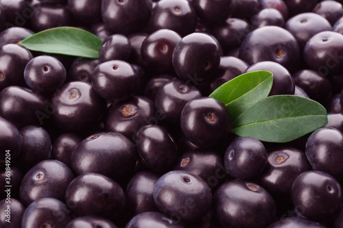 Wallpaper Mural Fresh ripe acai berries as background, closeup Torontodigital.ca