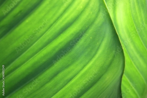 Green Leaf