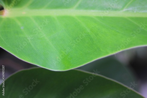 Green Leaf