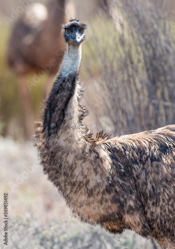 Fototapet Emu in the far outback of Queensland, Australia.