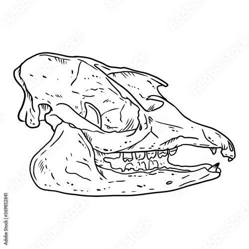 Tapir fossilized skull hand drawn sketch image. Tapirus bones fossil illustration drawing. Vector stock outline silhouette