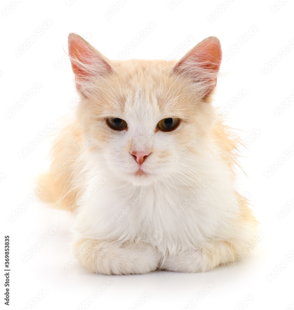 Kitten on white background.