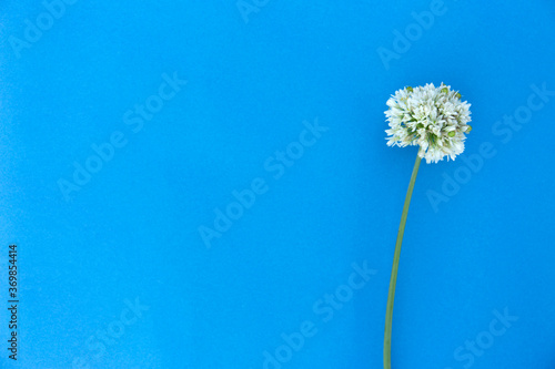 Round white wild onion flower on blue background. Minimalistic blossom mock up.