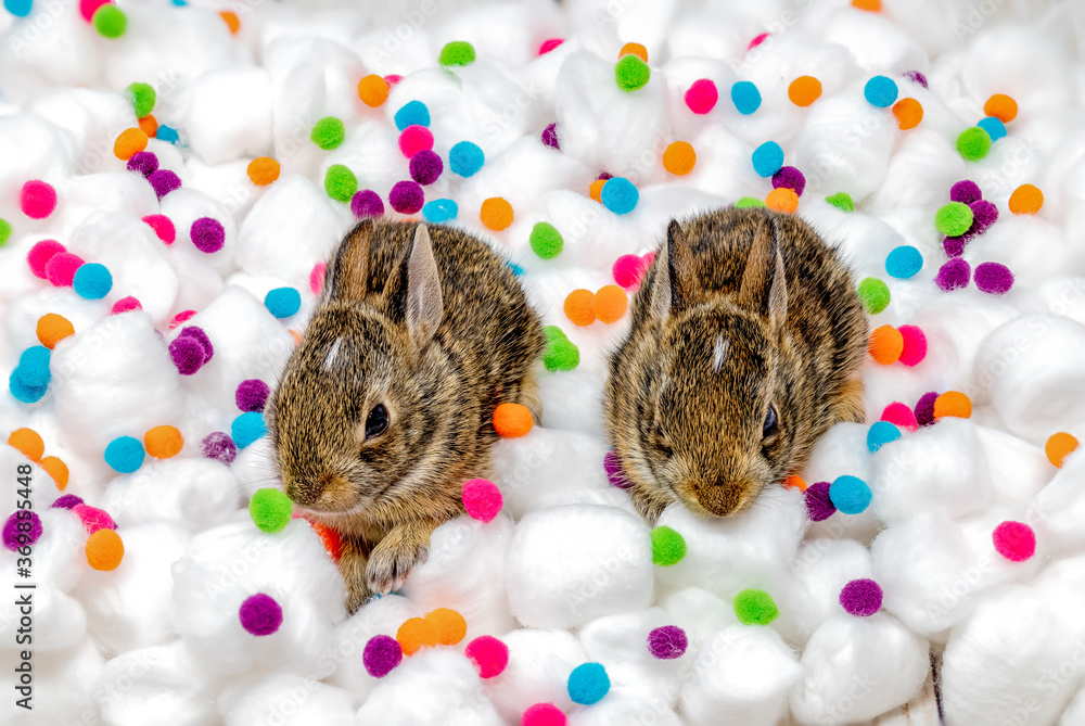 2 Tiny Bunnies on Cotton Balls