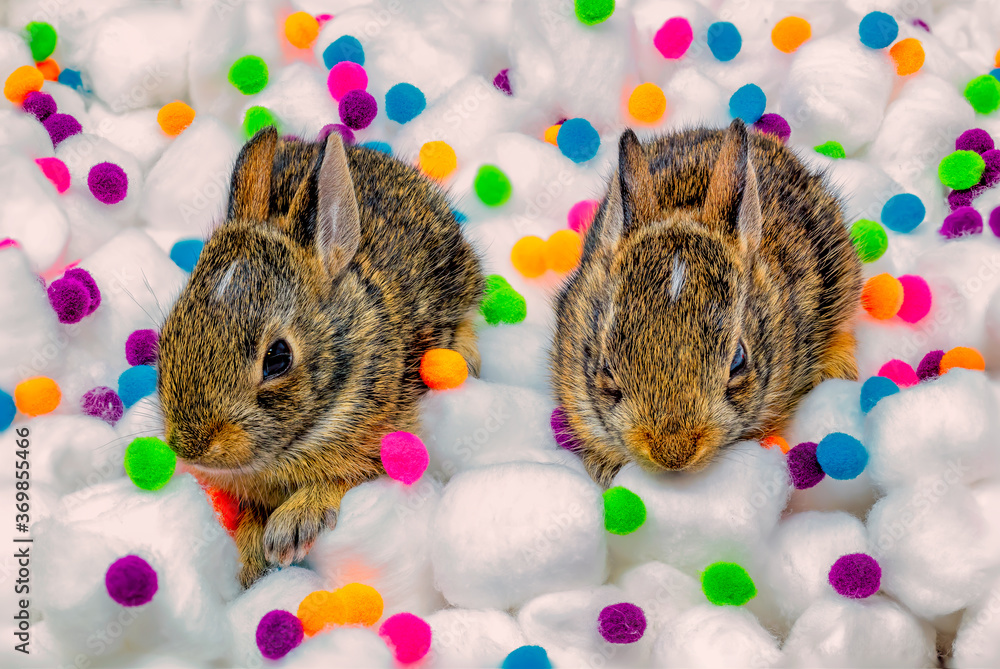 2 Tiny Bunnies on Cotton Balls