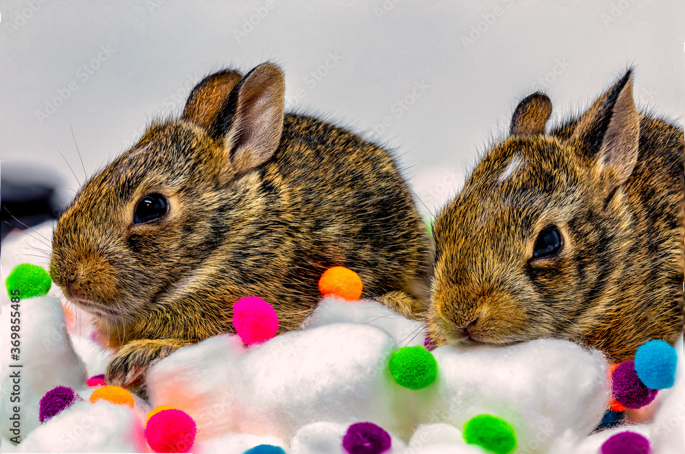 2 Tiny Bunnies on Cotton Balls