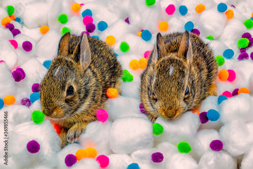 Obraz na płótnie 2 Tiny Bunnies on Cotton Balls w salonie