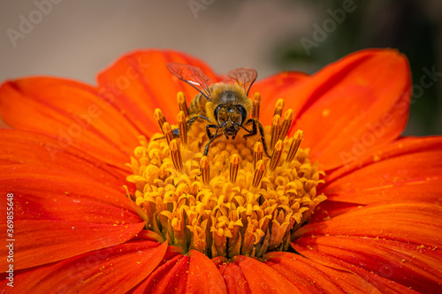 Orange Flower Macro Yellow Center  with Honeybee in Sunshine Garden