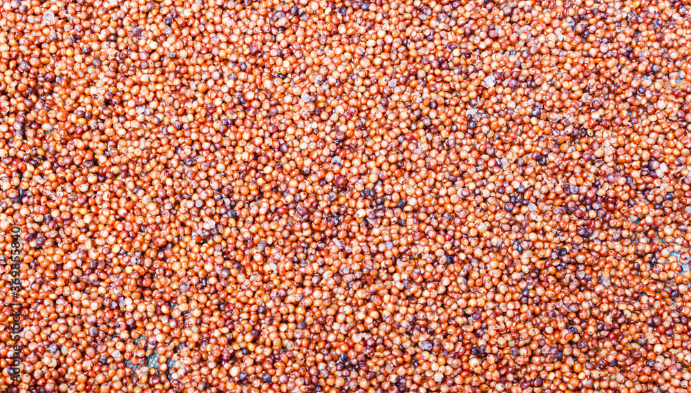 sorghum seeds sorghum seeds