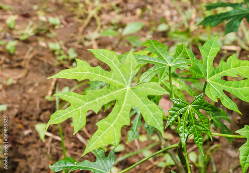 Tree spinach