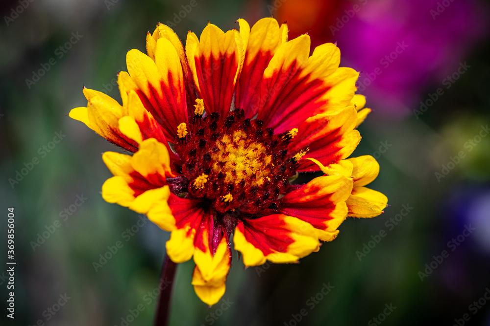 Red and Yellow Macro Indian Blanket Flower Bud in Sunshine Garden Red and Yellow Macro Indian Blanket Flower Bud in Sunshine Garden