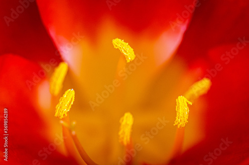 Red and Yellow Bush Lily Flower Macro in Sunlight Garden
