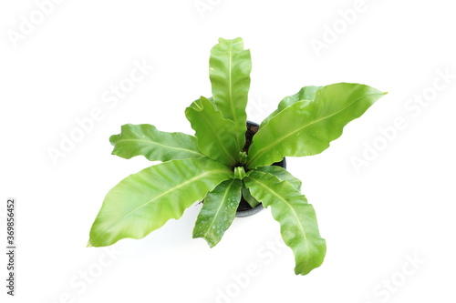 Bird's nest fern isolated on white background