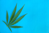 Fresh cannabis green leaf on blue paper background.