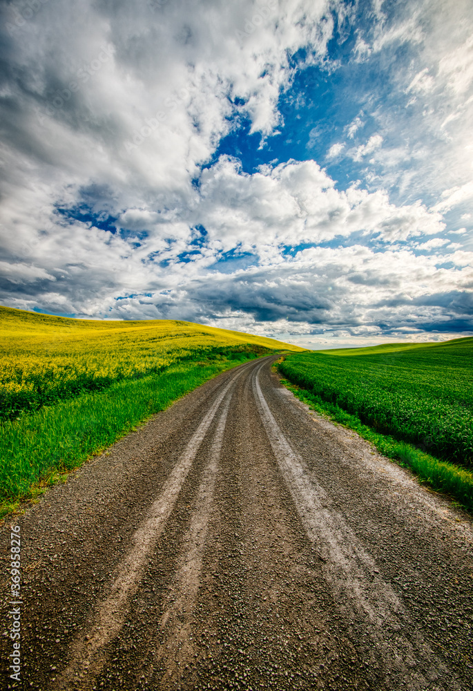 Country Dirt Road and Crop Fields Country Dirt Road and Crop Fields