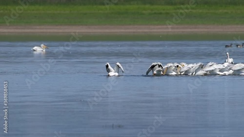 A flock of American white pelicans float close together while feeding on aquatic creatures in Lake 13 at Maxwell National Wildlife Refuge in the US. photo