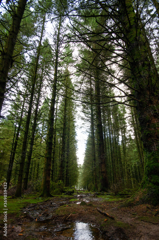 Obraz premium Forest