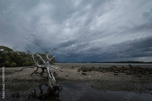 Tree on a beach during a storm
