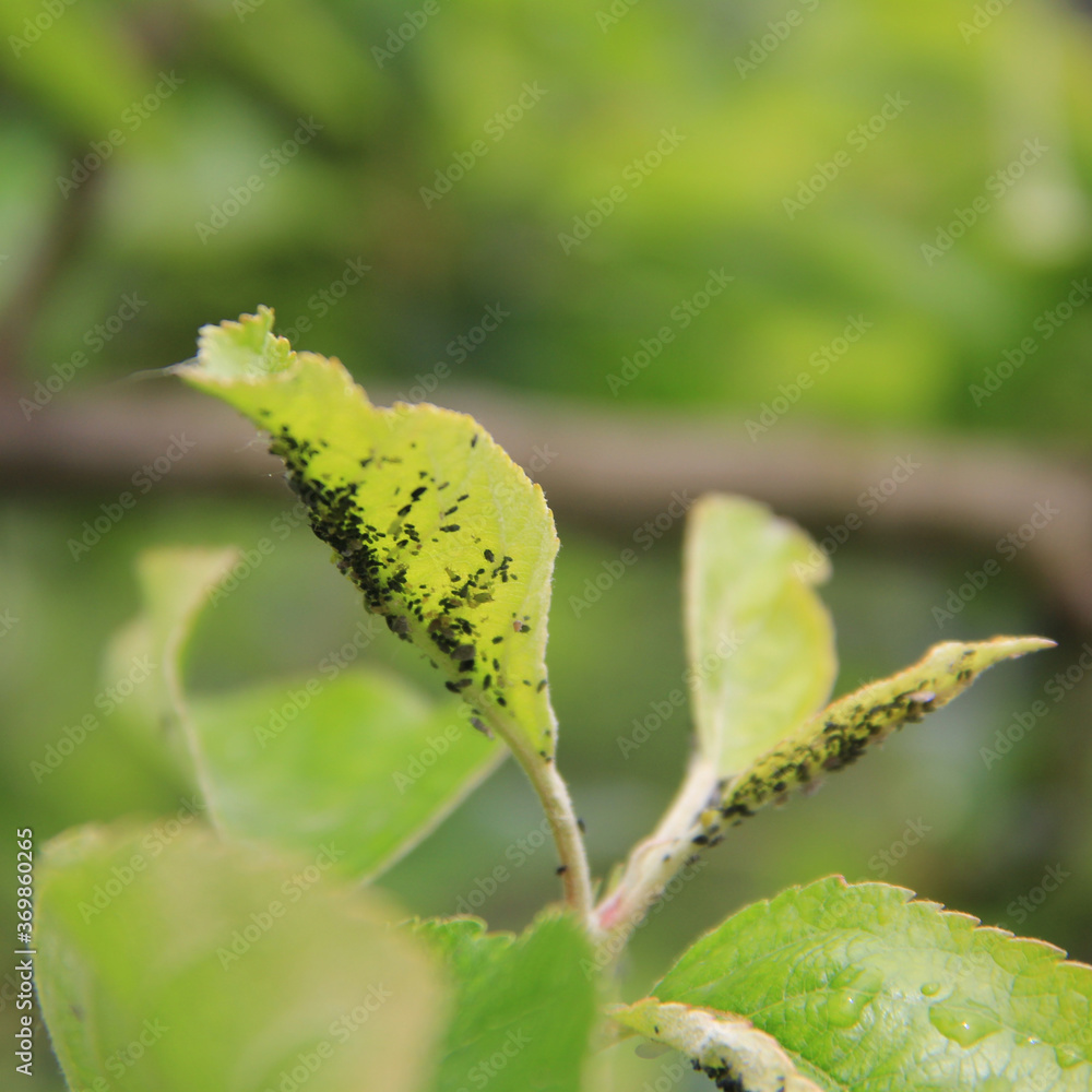 Black aphids infestation on green apple leaves in the orchard on springtime
Black aphids infestation on green apple leaves in the orchard on springtime