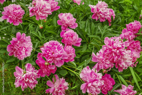 bush with many bright pink peonies