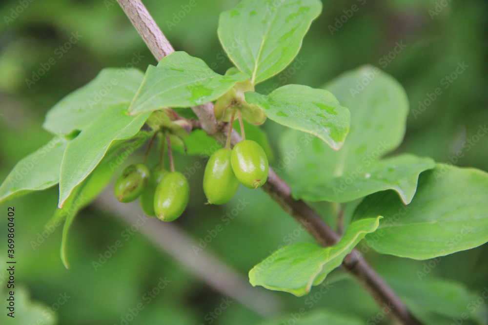 Green unripe fruits of a Cornelian cherry tree in the garden. Cornus mas on summer Green unripe fruits of a Cornelian cherry tree in the garden. Cornus mas on summer