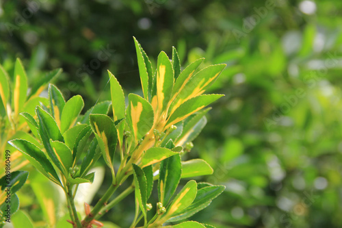 Close-up of Euonymus japonica bush with yellow and green leaves. Evergreen plant called Japanese spindle tree with blossoms 