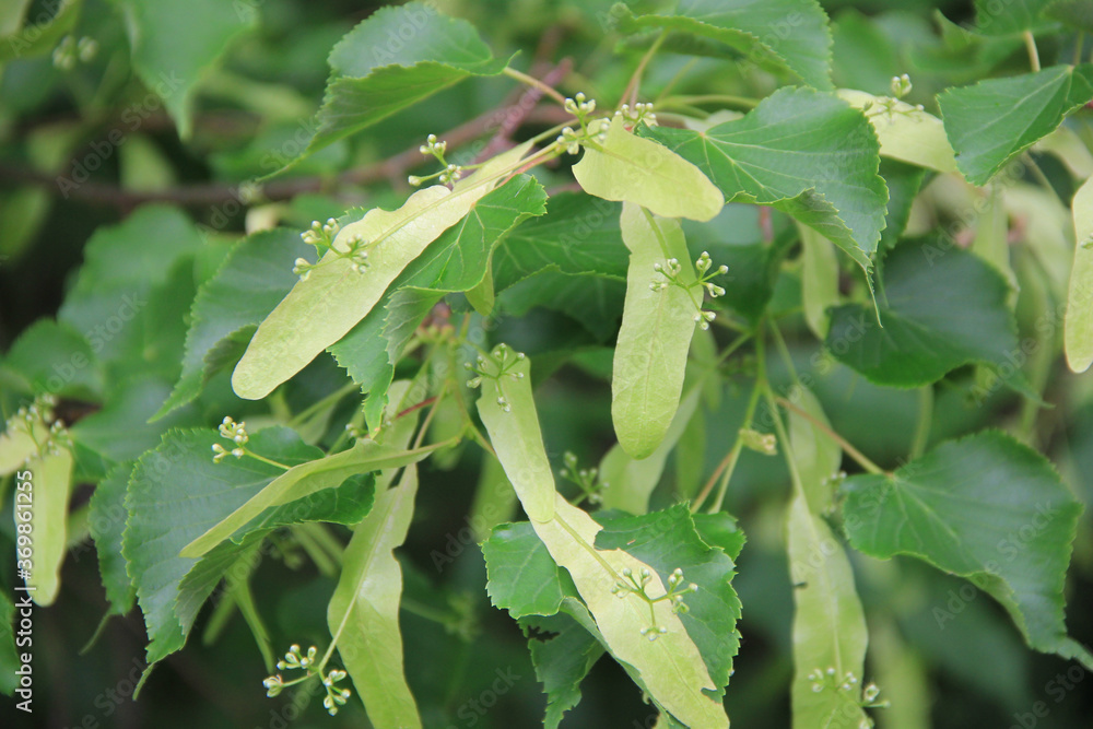 Close-up of Linden tree green leaves and flowers on branch. Tilia tree Close-up of Linden tree green leaves and flowers on branch. Tilia tree