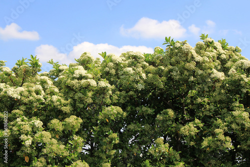 Pyracantha bush with white flowers against blue sky. Firethorn in bloom in summer