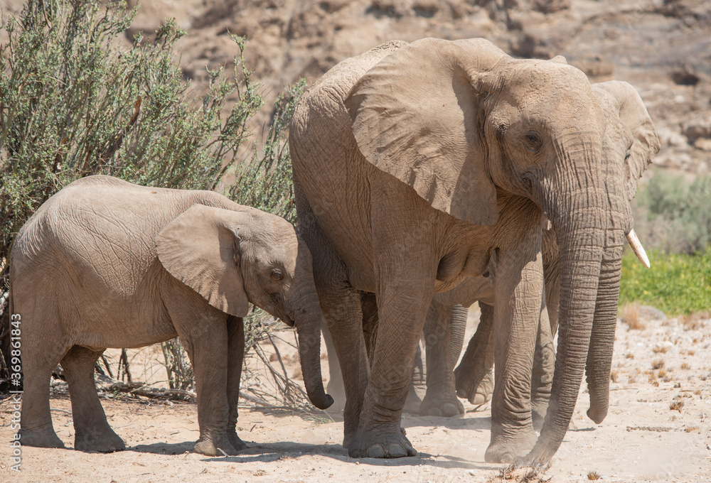 Elefanten im Etosha National Park Namibia Südafrika