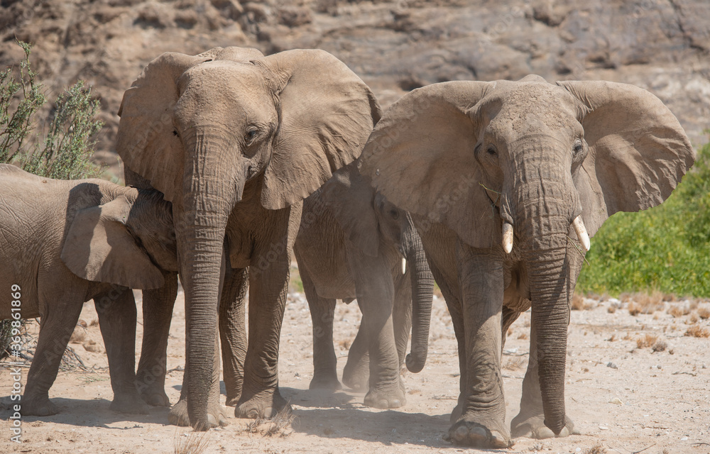 Elefanten im Etosha National Park Namibia Südafrika