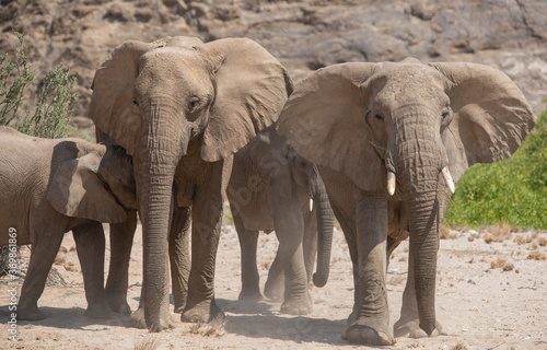 Elefanten im Etosha National Park Namibia S  dafrika