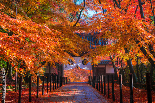 京都　光明寺の紅葉