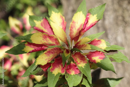 yellow red and green leaves