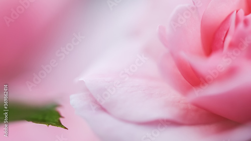 Soft focus, abstract floral background, pink rose flower. Macro flowers backdrop for holiday brand design © OLAYOLA
