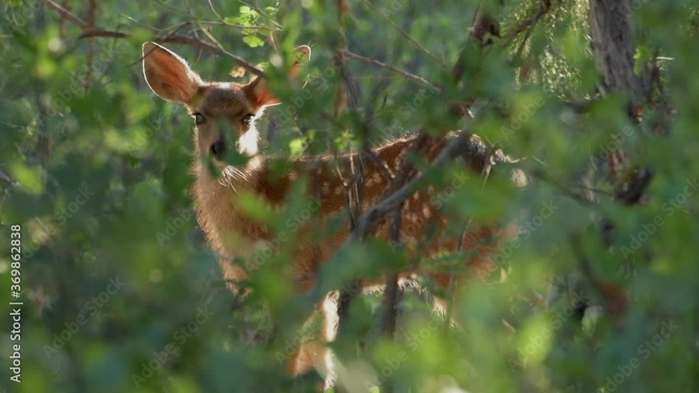 A little spotted mule deer fawn hides among forest foliage in the freeze response to avoid predators. A little spotted mule deer fawn hides among forest foliage in the freeze response to avoid predators.