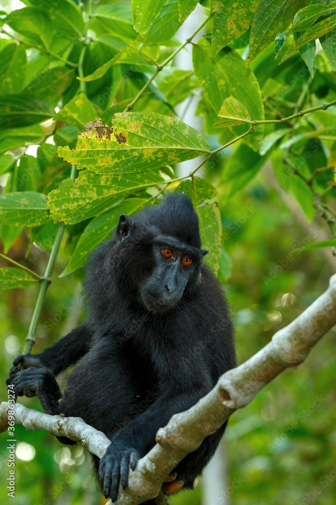 Fototapeta premium cute baby of endemic monkey Celebes crested macaque known as black monkey (Macaca nigra) in rainforest, Tangkoko Nature Reserve in North Sulawesi, Indonesia wildlife