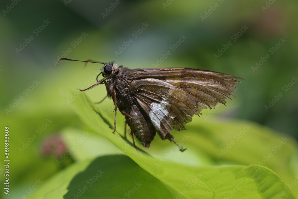 macro shot of moth with green background macro shot of moth with green background