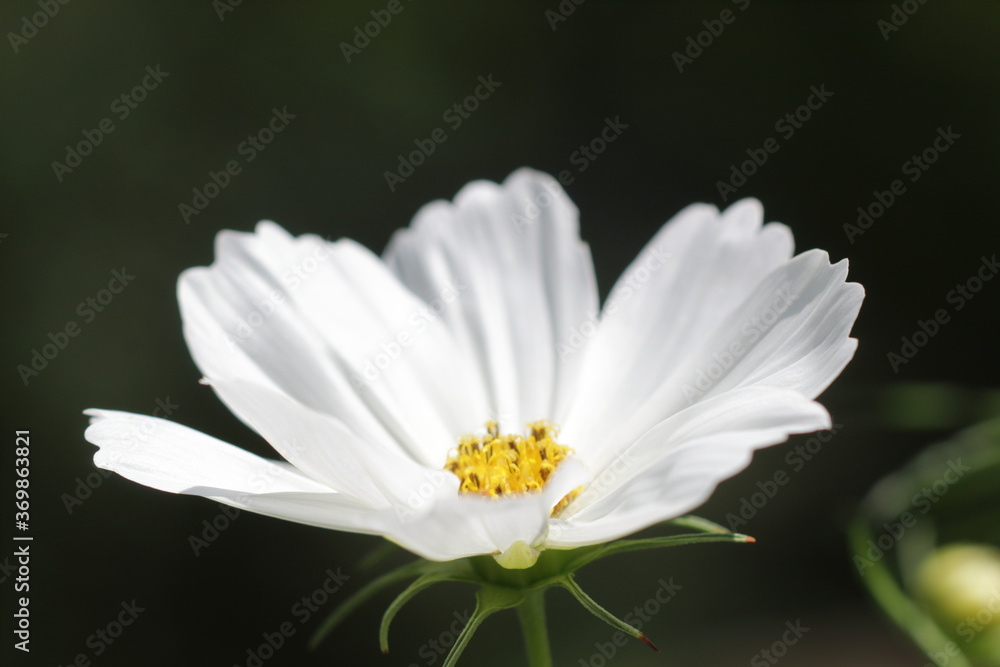 Fototapeta premium white flower with yellow middle