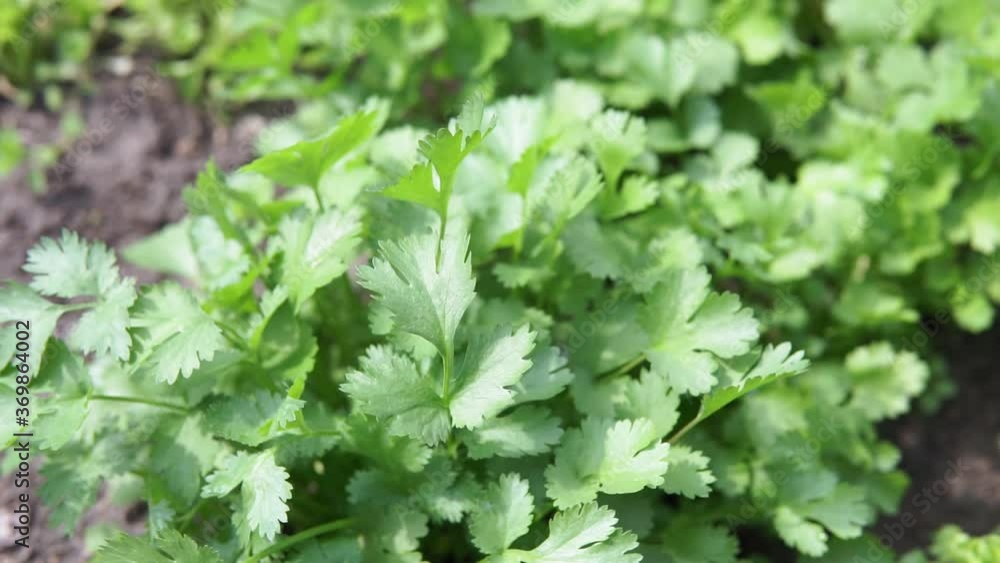 Green coriander leaves vegetable for food ingredients Green coriander leaves vegetable for food ingredients