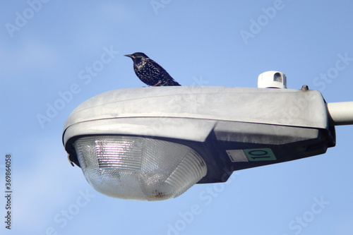 starling bird sitting on a street lamp