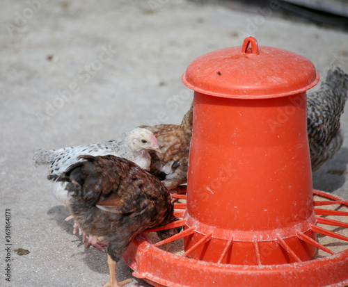 hens coks little chickens in a farm photo