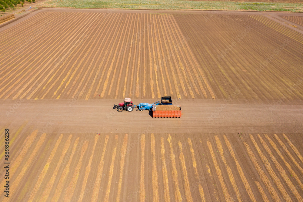 Fototapeta premium Almond picker harvester discharging post dry picked Almonds into a parked trailer, Aerial view.